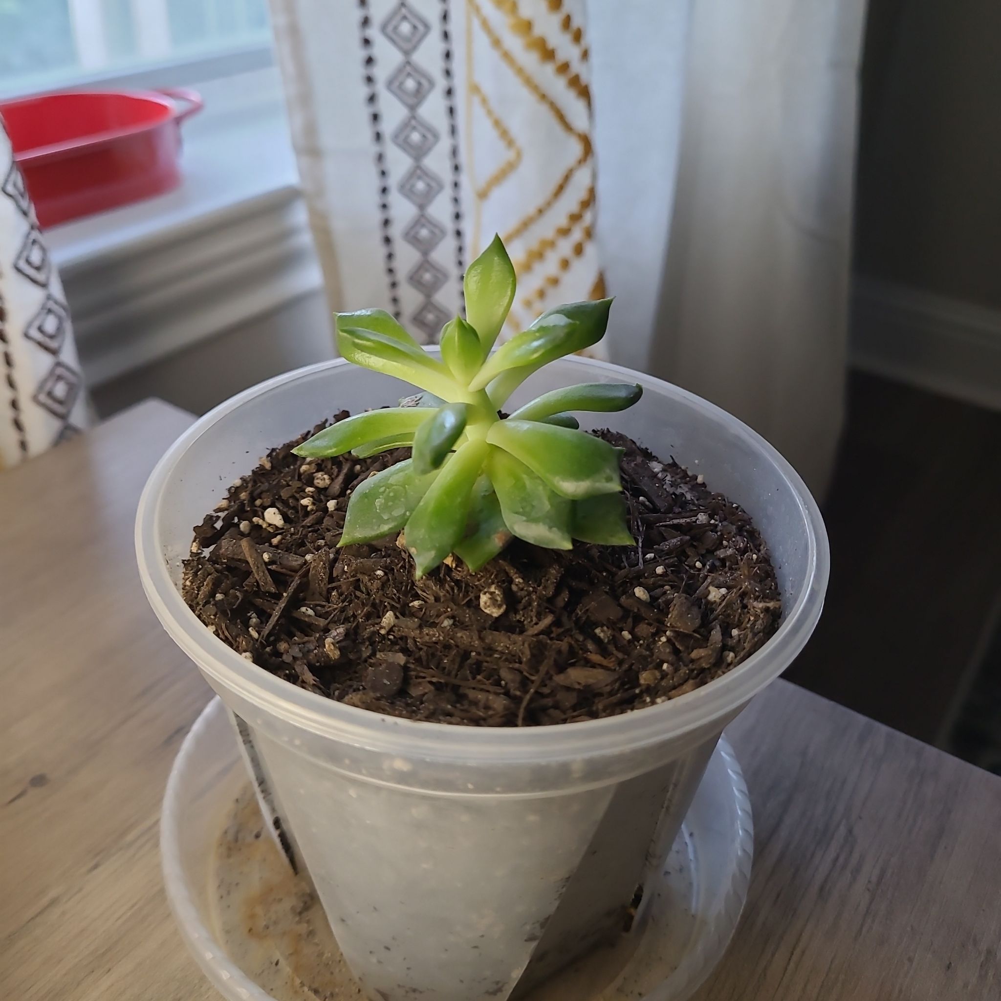 Sedeveria 'Dark Elf' plant in a plastic pot with visible soil, showing some yellowing and browning leaves.