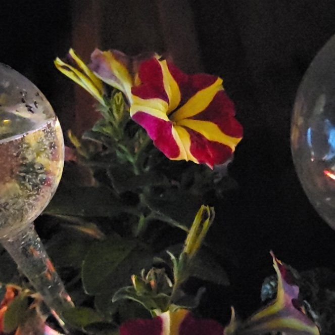 Photo of the plant species Queen of Hearts Petunia by @AliveMistletoes named Sherlock on Greg, the plant care app