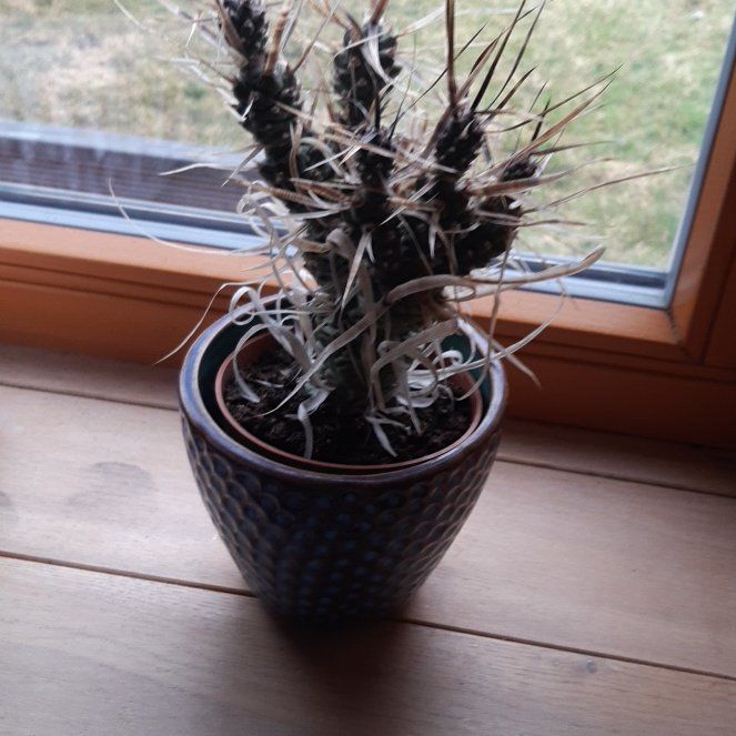 Photo of the plant species Devil's Spineflower by @SalientCowvine named Oscar on Greg, the plant care app