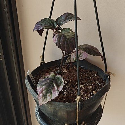 Photo of the plant species Red Flame Ivy by @NovelHarebarley named Messi on Greg, the plant care app