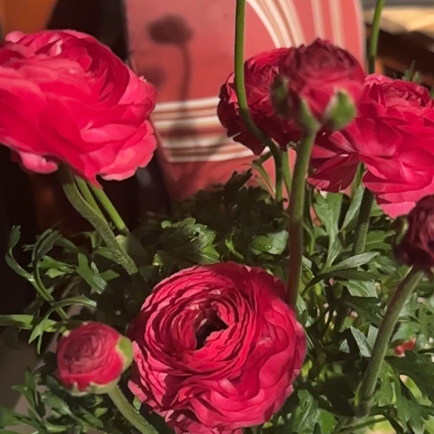 Rannunculus | A plant by @Memetopia on Greg