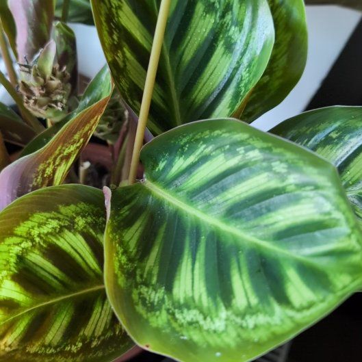 Photo of the plant species Calathea 'Flamestar' by @VocalCorrea named Duke on Greg, the plant care app