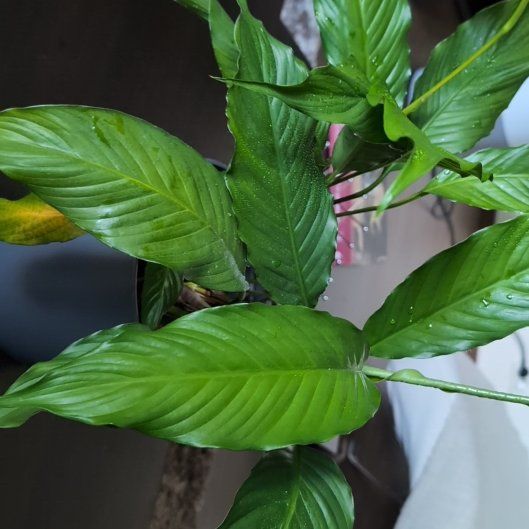 Photo of the plant species Peace Lily by @VocalCorrea named Robert Plant on Greg, the plant care app