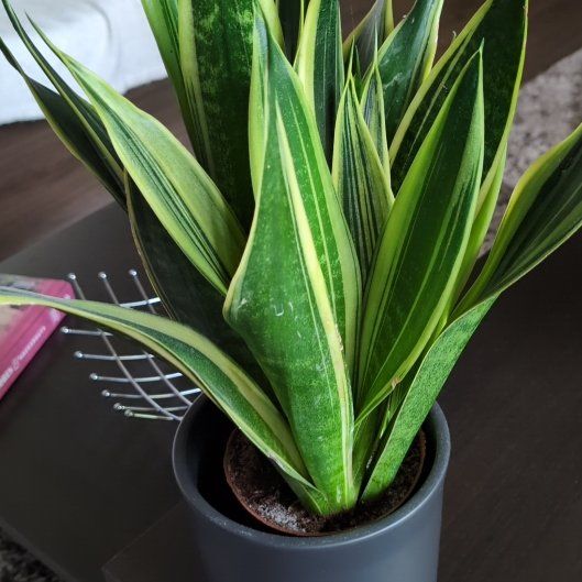Plant care for Fat Leaf Snake Plant on Greg, the plant care app