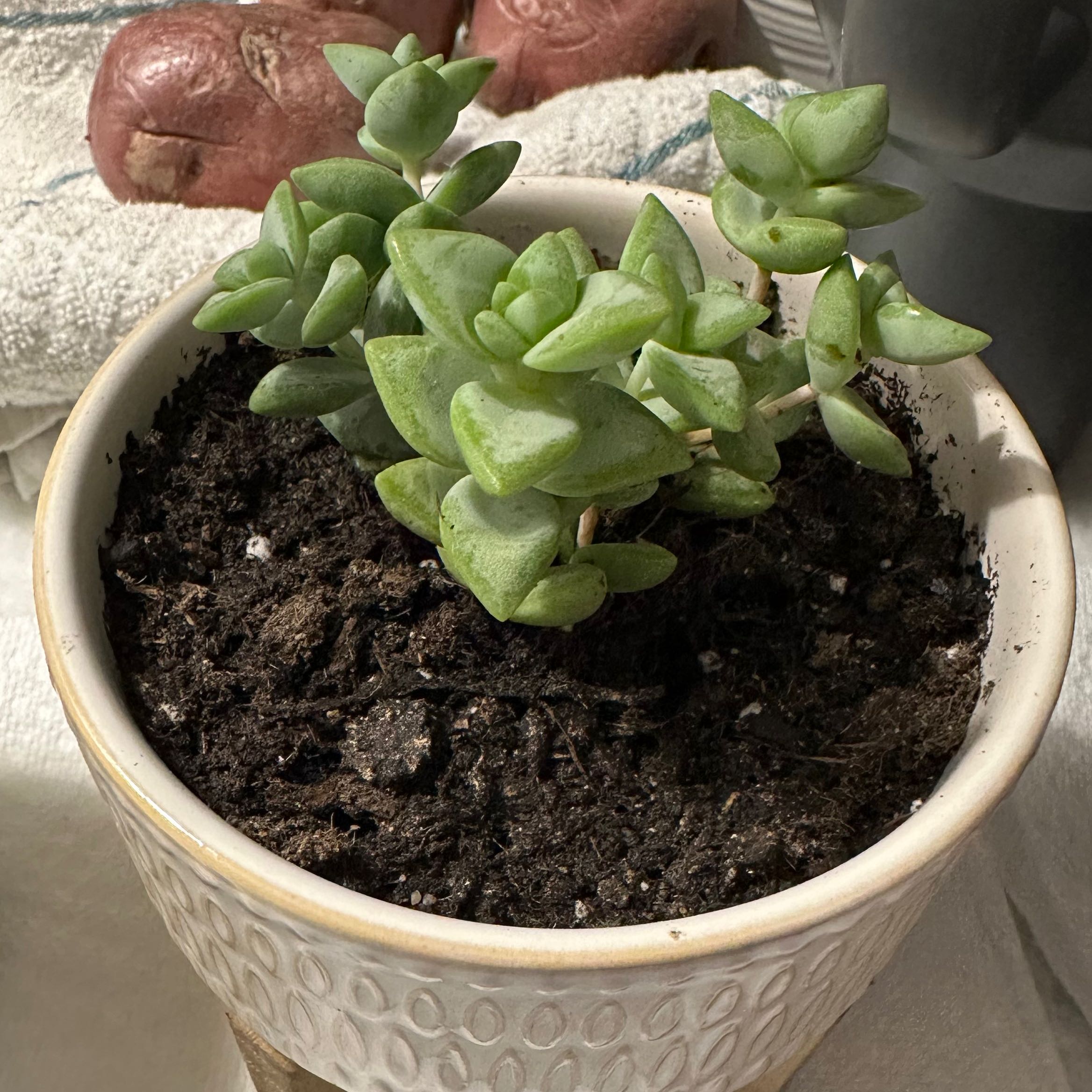 Photo of the plant species Crassula Rupestris by @KineticLuckynut named Willow on Greg, the plant care app