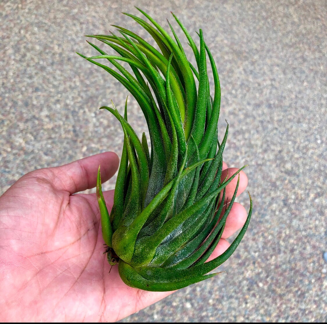 Photo of the plant species Tillandsia 'Tina Parr' by @HallowedColeus named Pinky 🩷 on Greg, the plant care app