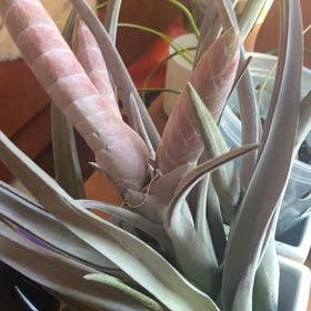 Photo of the plant species Tillandsia chiapensis by @HallowedColeus named Chia Chia on Greg, the plant care app