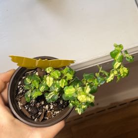 Photo of the plant species Verigated Creeping Fig by @BreezyRedsage named Sage on Greg, the plant care app