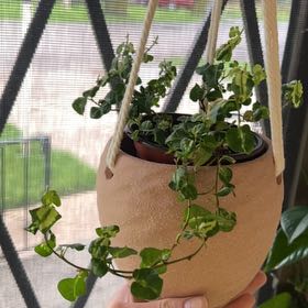 Photo of the plant species Verigated Creeping Fig by @BreezyRedsage named Surya on Greg, the plant care app