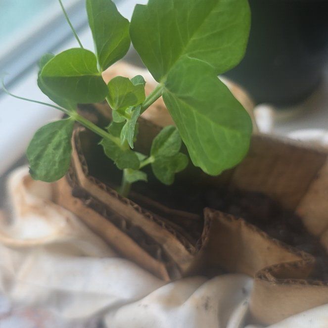 Photo of the plant species Peas by Kayla named Peas on Greg, the plant care app