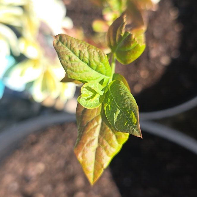 Photo of the plant species Patriot Blueberry by Kayla named Hamilton on Greg, the plant care app