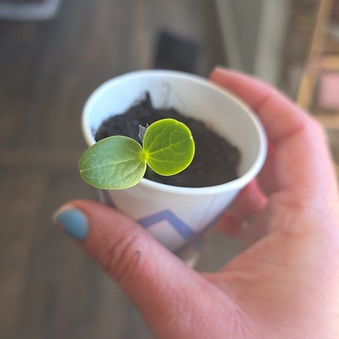 Photo of the plant species Sugar Baby Watermelon by Kayla named Lavender on Greg, the plant care app