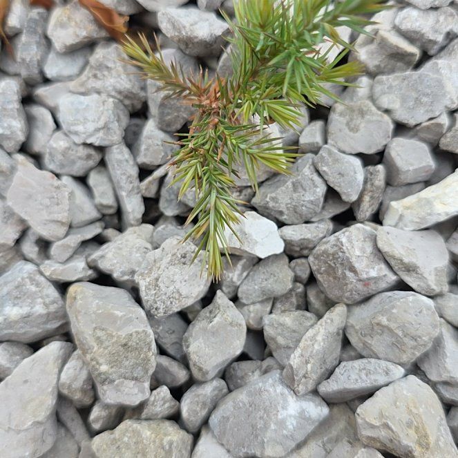 Photo of the plant species American Common Juniper by Kayla named Elina on Greg, the plant care app