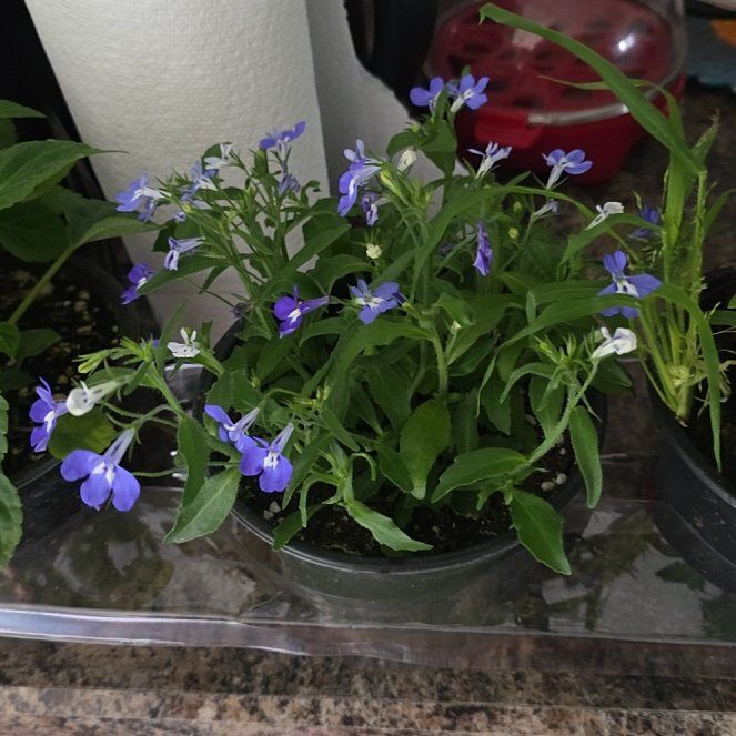 Photo of the plant species Edging Lobelia by Kayla named da Vinci on Greg, the plant care app