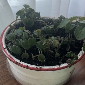 Photo of the plant species Trailing African Violet by @ZingyRedginger named Happy Trails on Greg, the plant care app