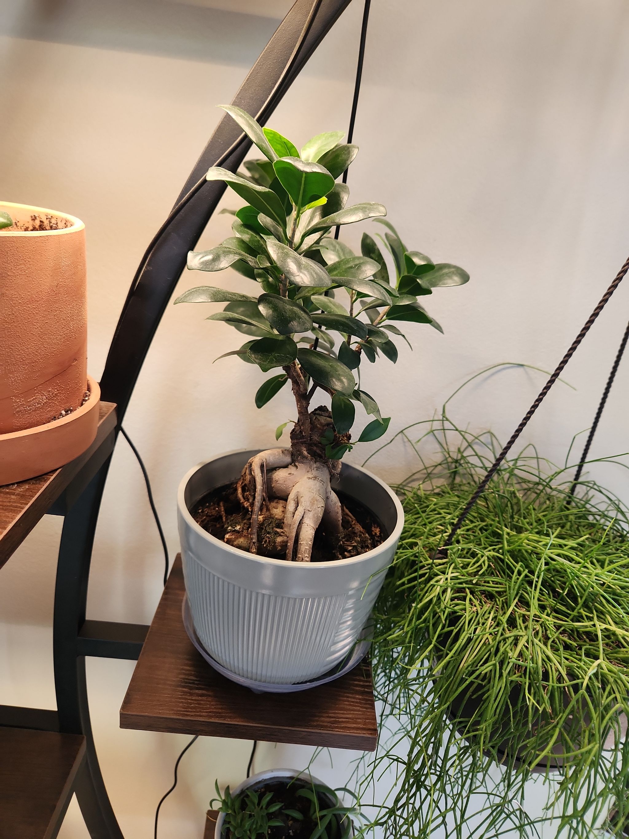 The Complete String of Frogs Plant Care Guide: Water, Light & Beyond