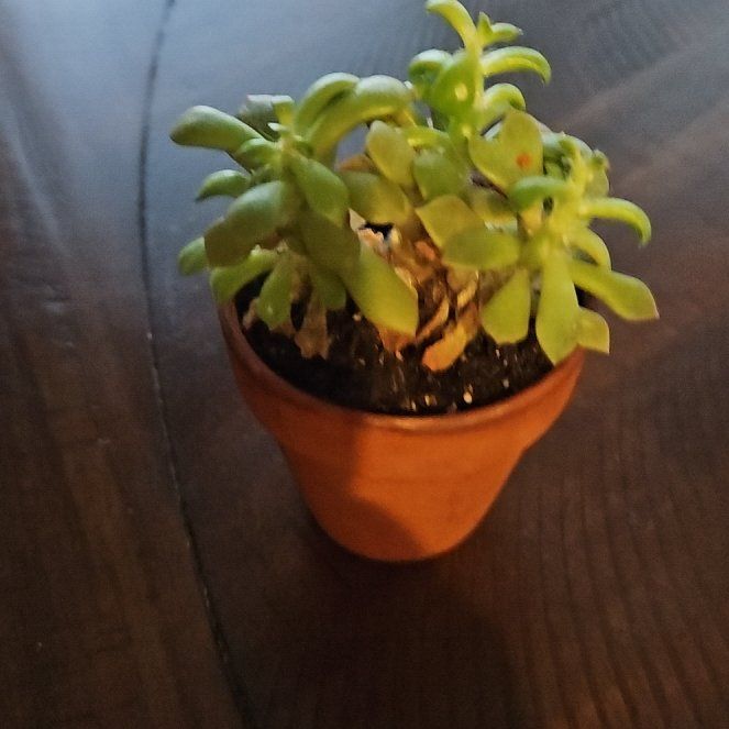 Photo of the plant species Variegated Sand Rose by @ProbableDamiana named Rose on Greg, the plant care app