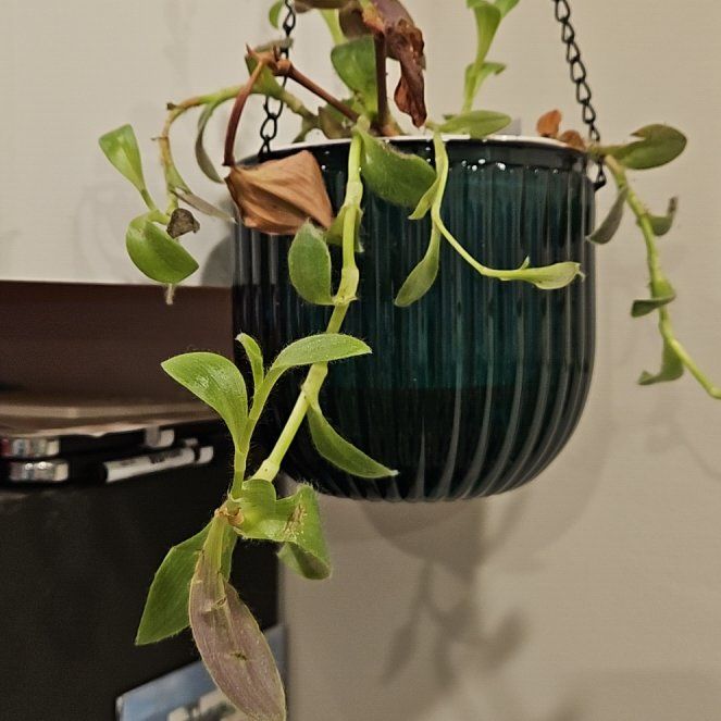 Photo of the plant species Tradescantia 'Pale Puma' by @ProbableDamiana named Shakira on Greg, the plant care app