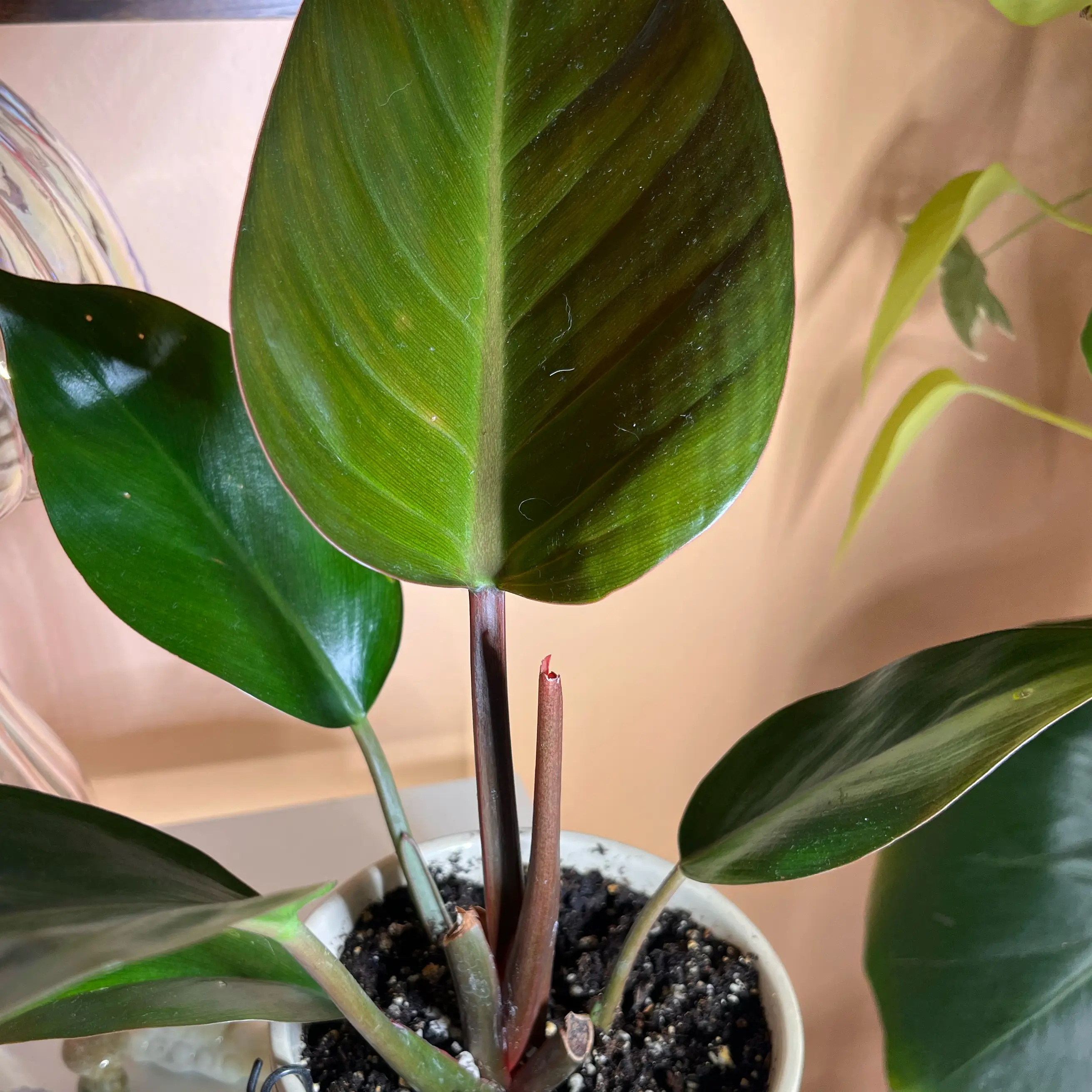 Philodendron 'Red Congo' plant with healthy, glossy leaves in a white pot.