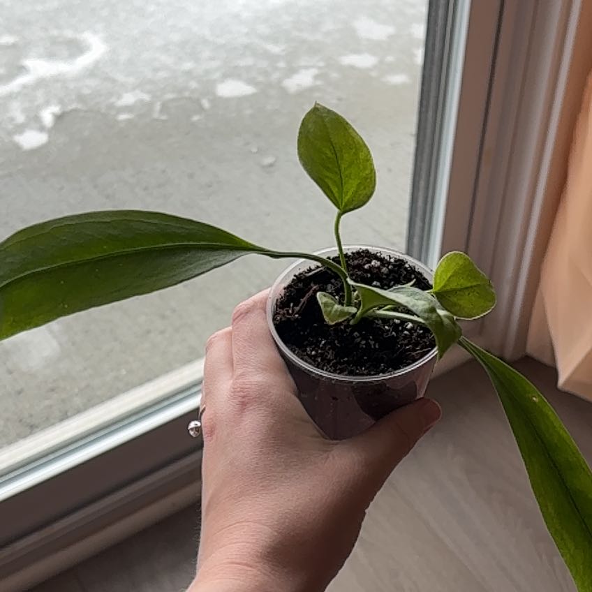 Photo of the plant species strap-leaved anthurium by Judie named Mochi on Greg, the plant care app