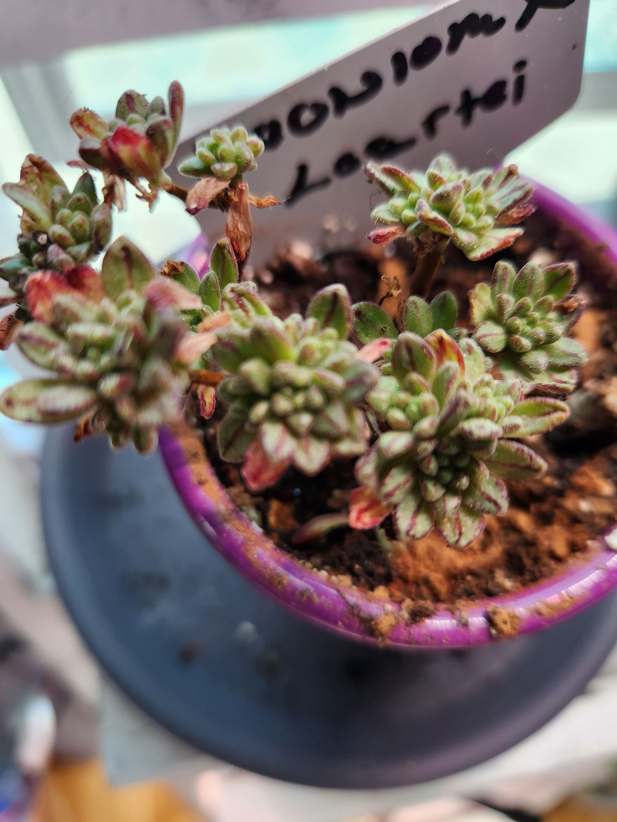 Photo of the plant species Aeonium loartei tavormin by @MeteoricElkweed named aeonium x loartei on Greg, the plant care app