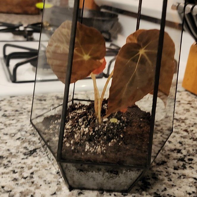 Photo of the plant species Burkill's Begonia by @MirthfulJicaro named Scarlett on Greg, the plant care app