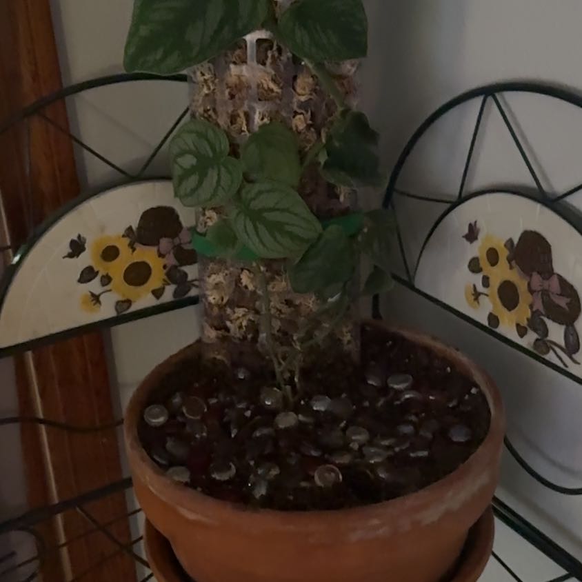 Photo of the plant species Velvet Shingler Monstera by @SavvyStarcactus named Coco on Greg, the plant care app