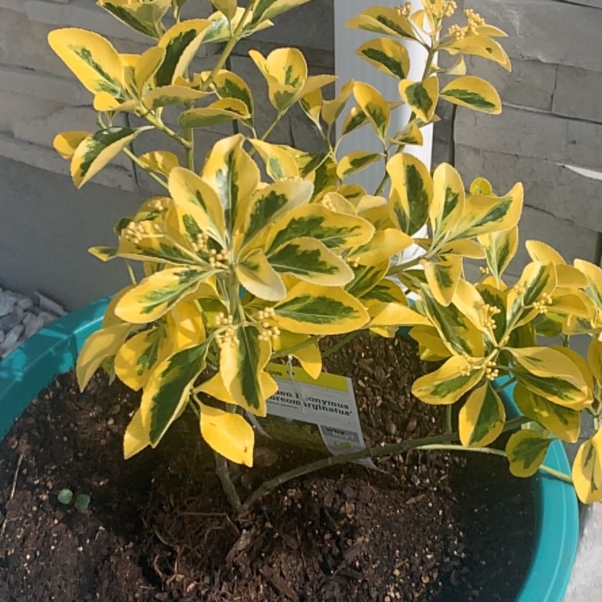 Photo of the plant species Golden Euonymus by @SvelteShallot named Doja Cat on Greg, the plant care app