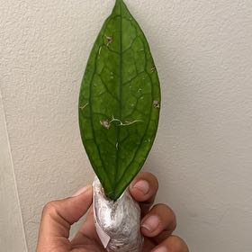 Photo of the plant species Hoya Germany by @SharpLagunaria named Naomi on Greg, the plant care app