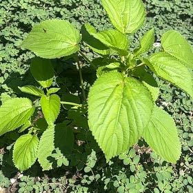 Photo of the plant species Hornbeam Copperleaf by @ActiveIsepepper named Nemo on Greg, the plant care app