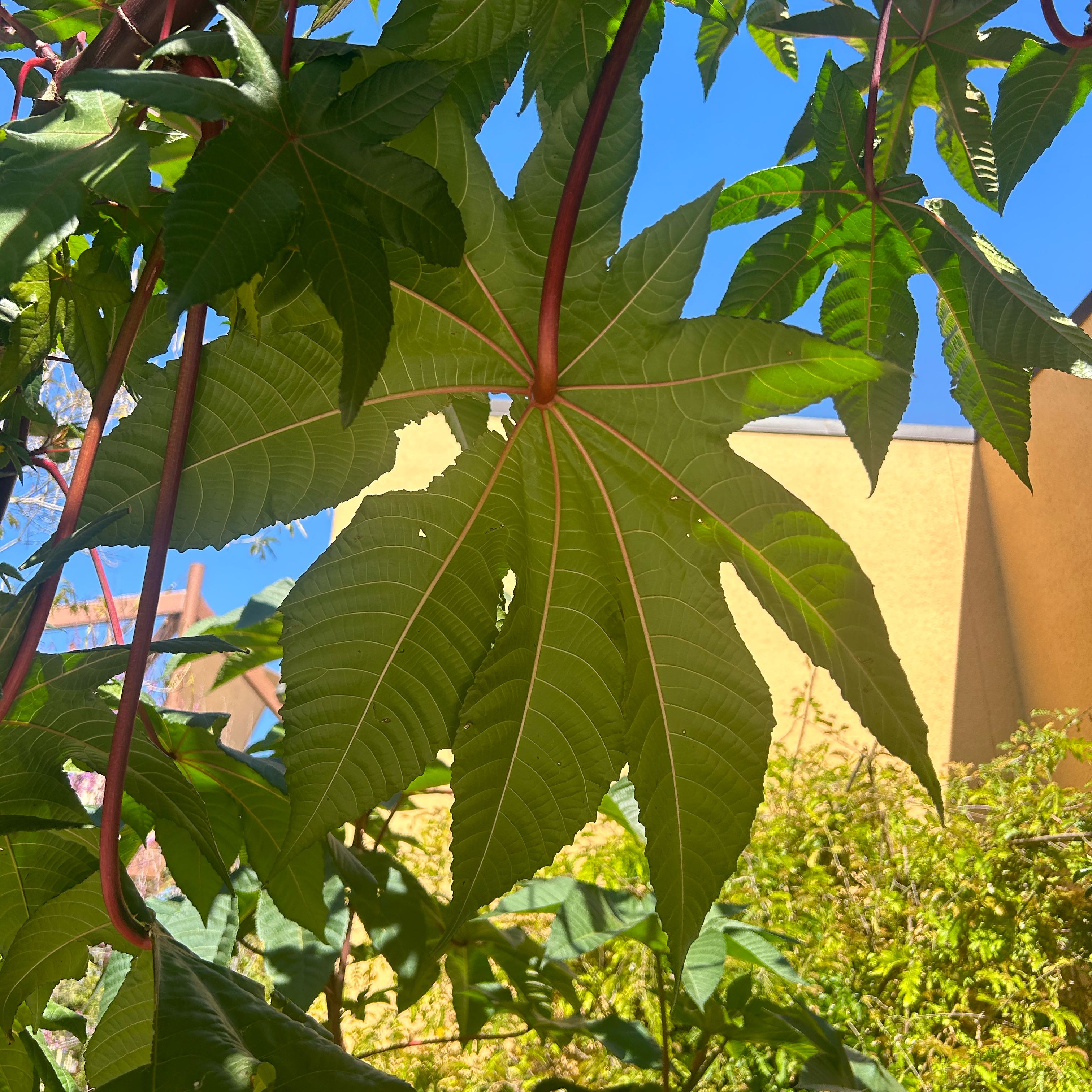 Castor Bean plant with large, green, palmate leaves against a clear sky and building.