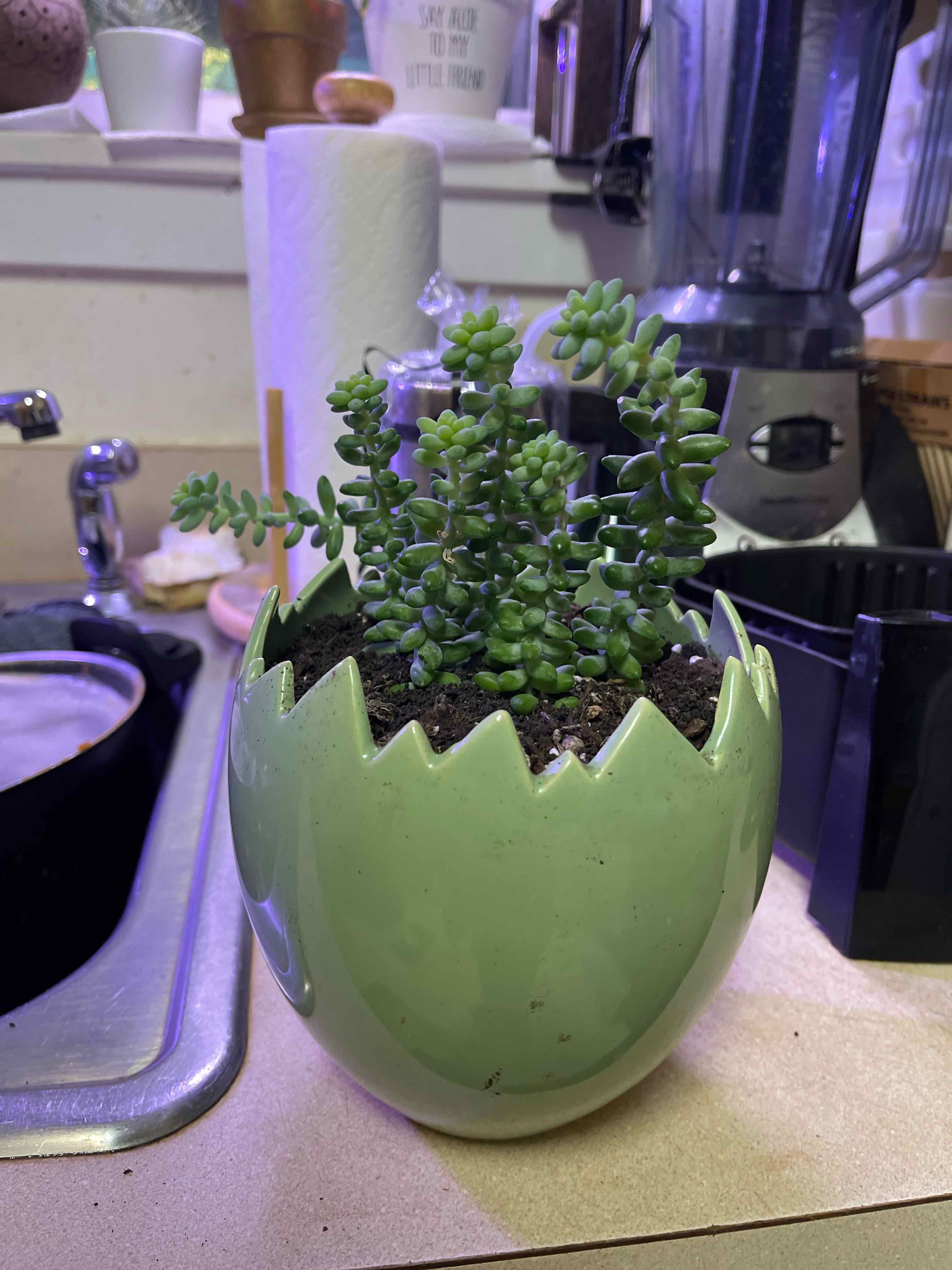 Sedeveria 'Harry Butterfield' plant in a decorative pot on a kitchen counter.