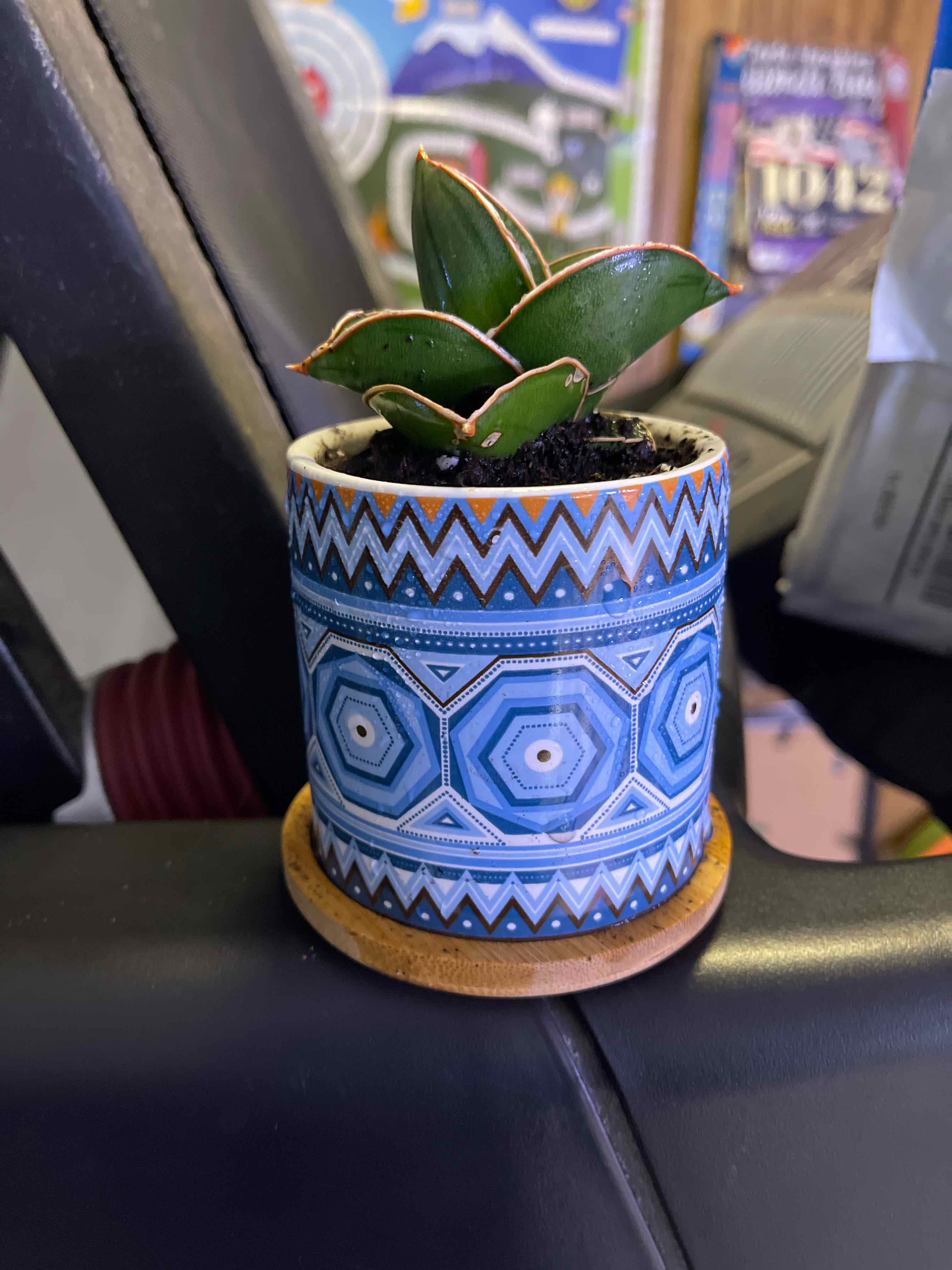 Blue Sansevieria plant in a decorative pot with geometric patterns.