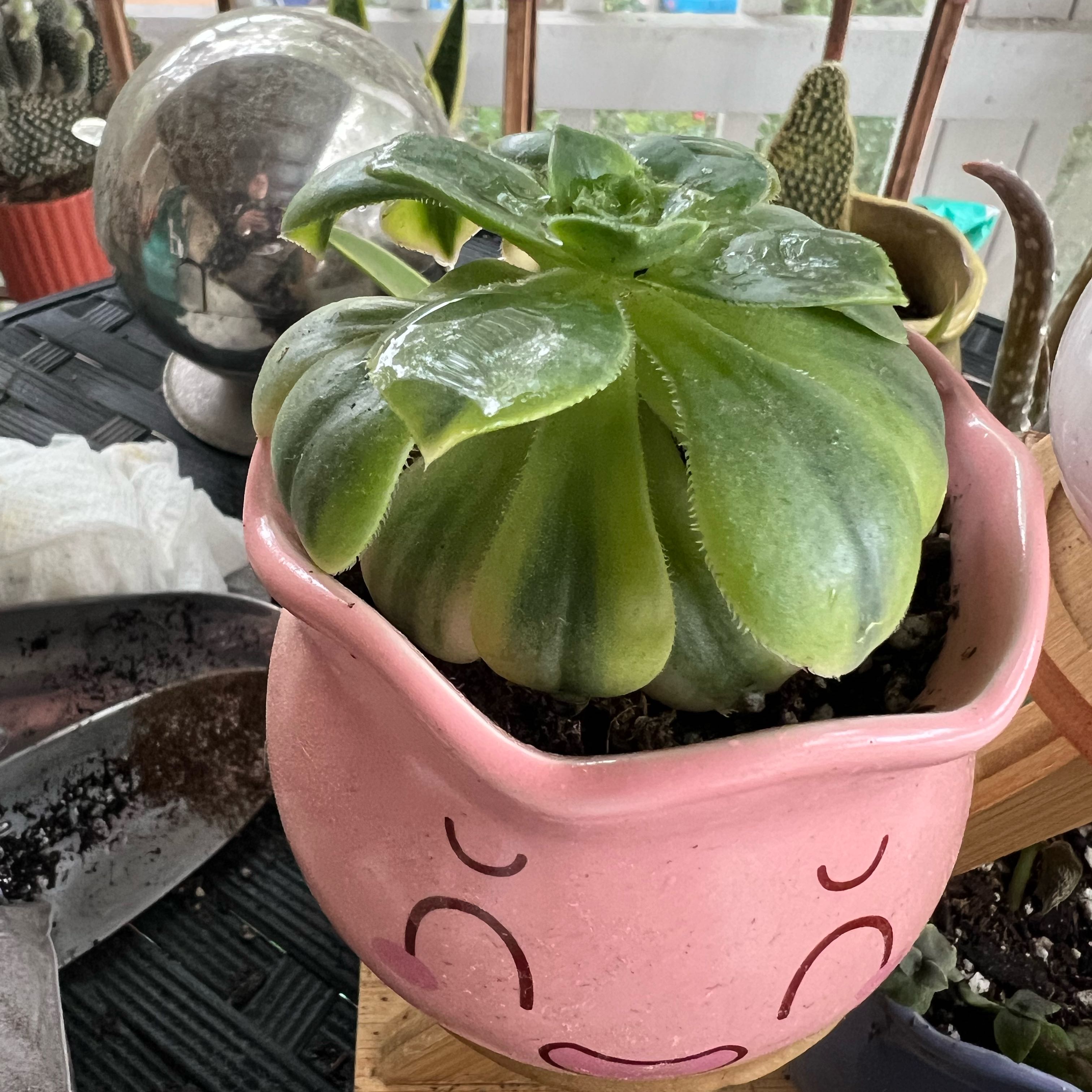 Photo of the plant species Aeonium 'Starburst' by @EpitomeWoodfern named Venusaur on Greg, the plant care app