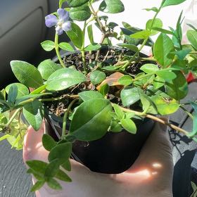 Photo of the plant species Lesser Periwinkle by @Feverlight named Gates on Greg, the plant care app