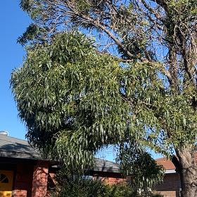 Photo of the plant species Lemon-Scented Gum Tree by @WiseSmallleaf named Demi on Greg, the plant care app