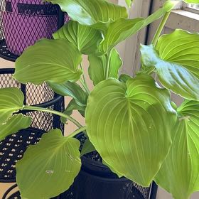 Photo of the plant species Hosta 'Sum and Substance' by @TactfulSnowpeas named leafy boy on Greg, the plant care app