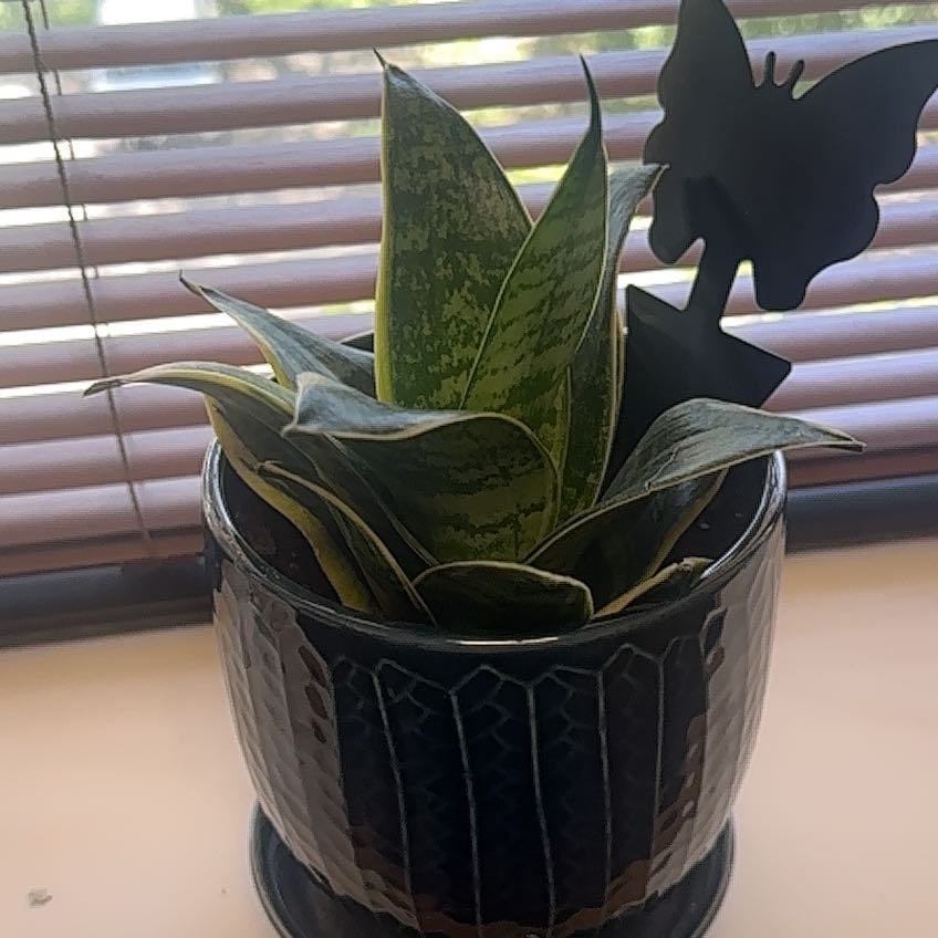 Photo of the plant species Gilt Edge Snake Plant by @SaccharineCosmo named Harry on Greg, the plant care app