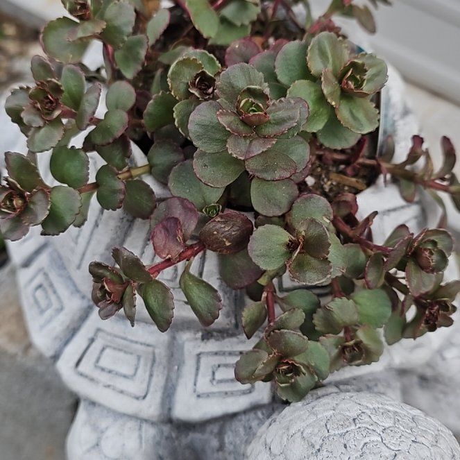 Photo of the plant species Dragon's Blood Stonecrop by @SweetZelkova named Demi on Greg, the plant care app