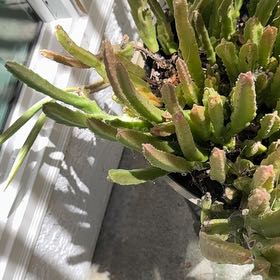 Photo of the plant species Zulu Giant by @SilkenHoya named Keanu Leaves on Greg, the plant care app