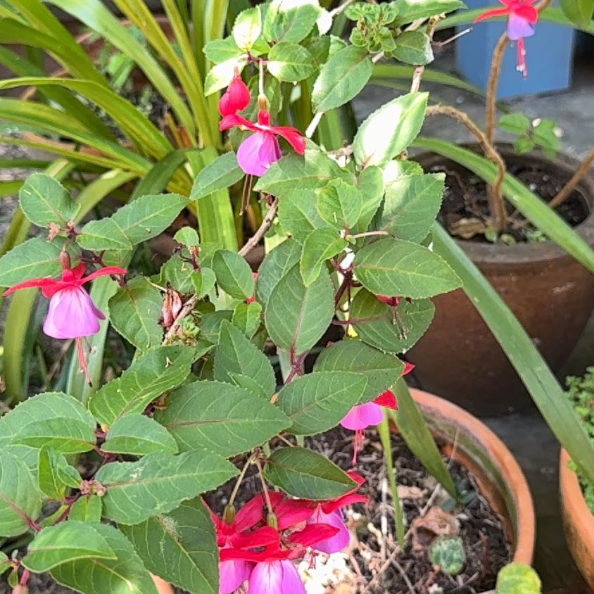 Photo of the plant species Hummingbird Fuchsia by @SilkenHoya named Messi on Greg, the plant care app