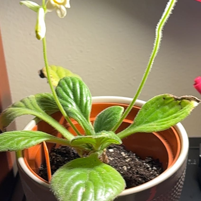 Photo of the plant species Asian Violet 'Aiko' by @LeynaS named Ulysses S Plant on Greg, the plant care app