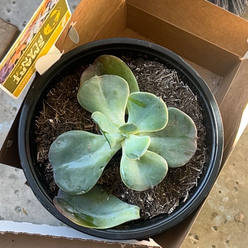 Photo of the plant species Echeveria 'Blue Sky' by @WiseAngelwing named Sanders on Greg, the plant care app