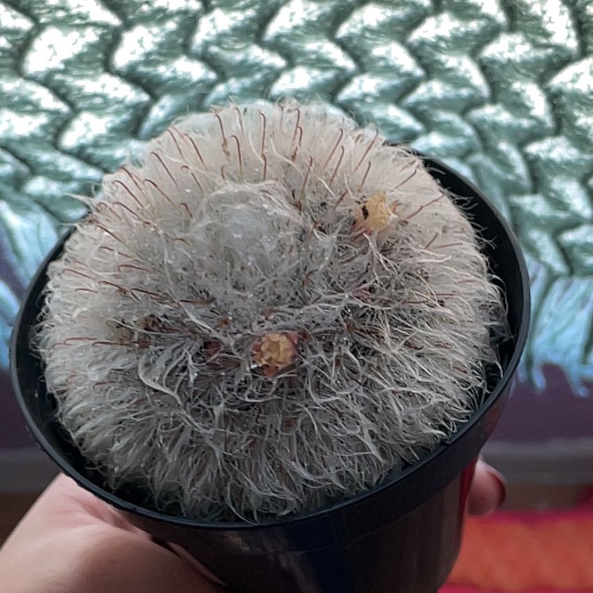 Powder Puff Cactus in a black pot, held by a hand, with a leafy background.