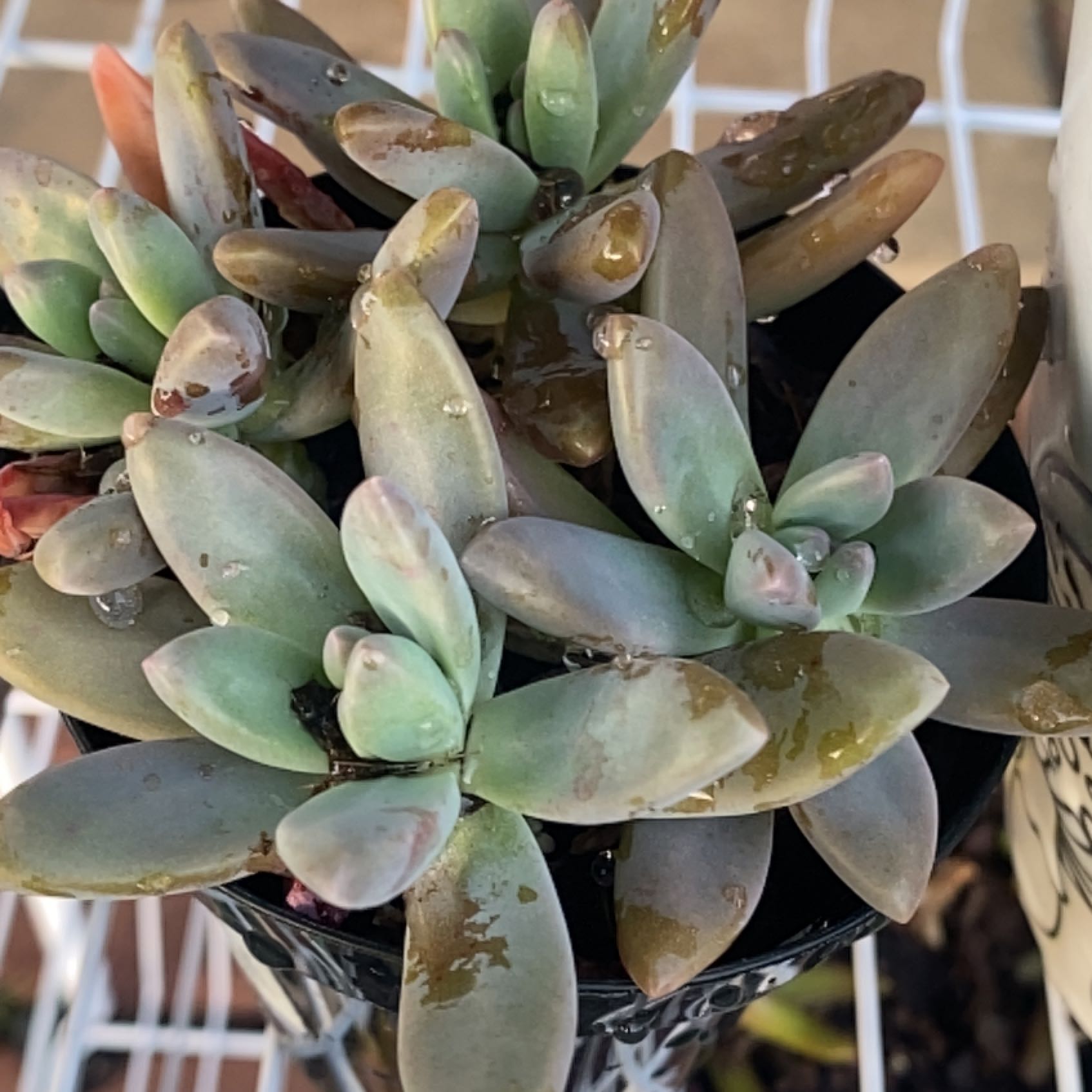 Graptoveria 'Blue Pearl' succulent plant with plump, healthy leaves.