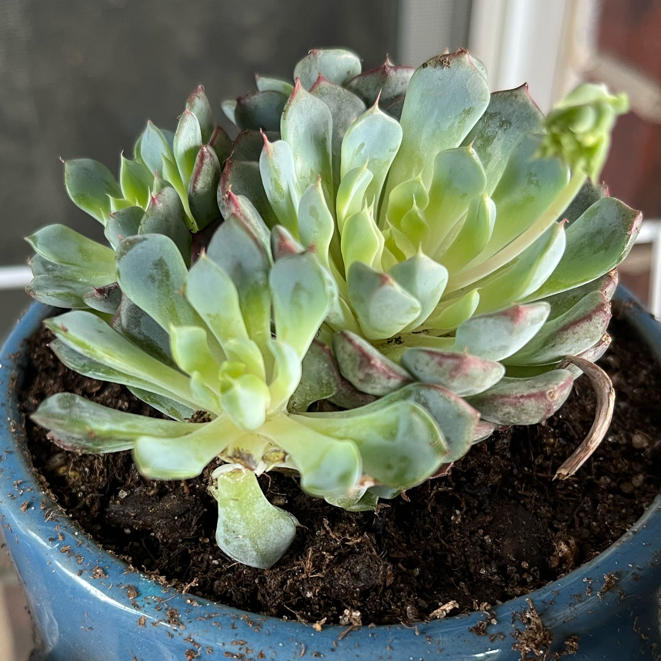 Photo of the plant species Echeveria 'Happy™' by @DesiredLuronium named Madonna on Greg, the plant care app