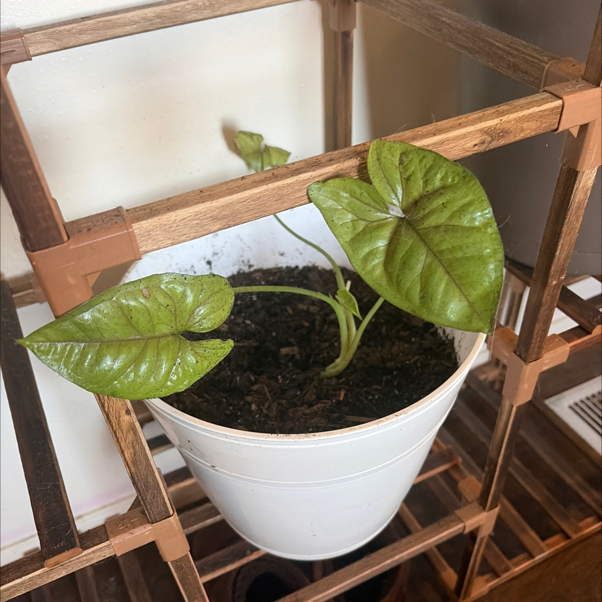 Photo of the plant species Bob Allusion Arrowhead Plant by @UberAnisetree named Achilles on Greg, the plant care app
