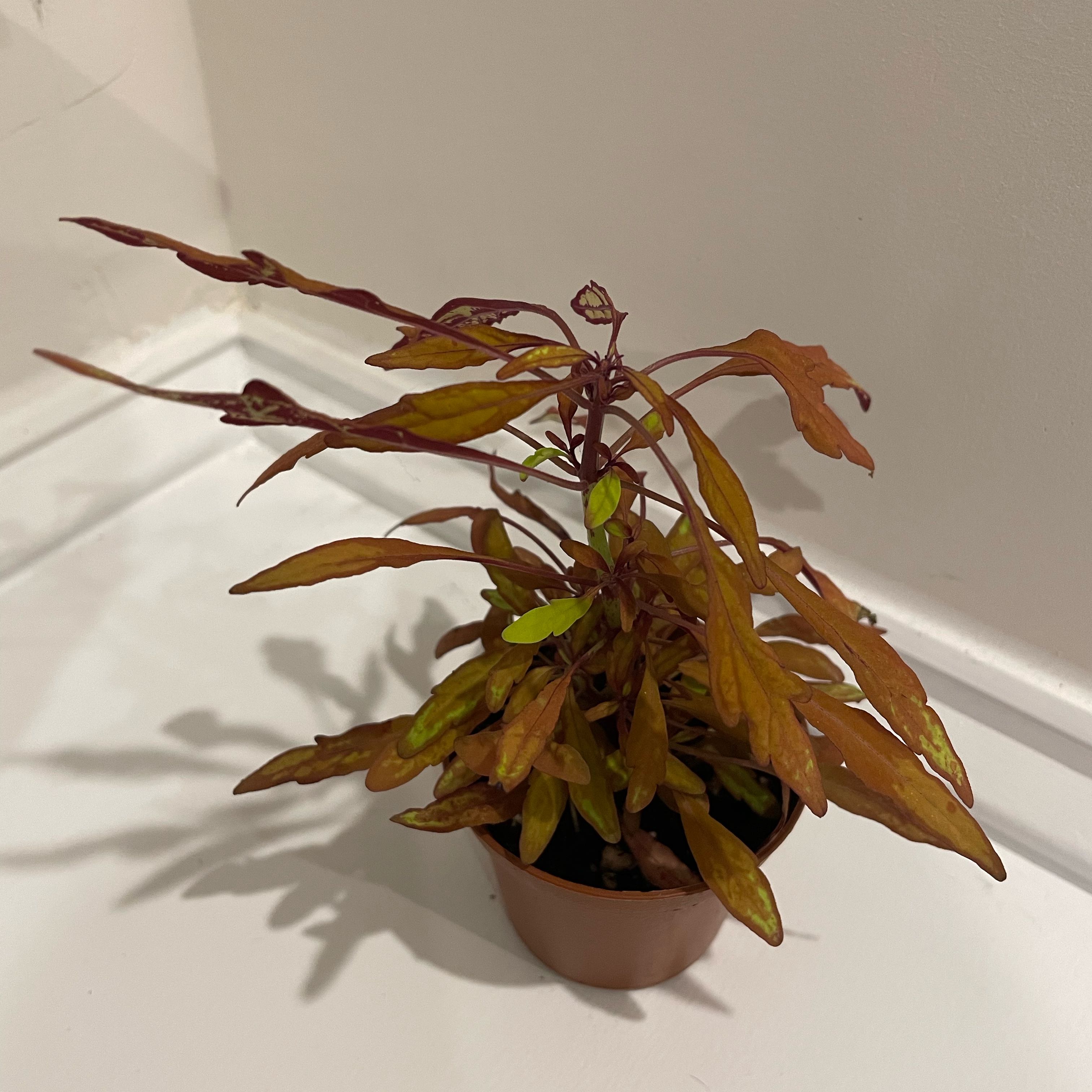 Photo of the plant species FlameThrower™ Salsa Verde Coleus by @QuotableBonsai named Planty on Greg, the plant care app