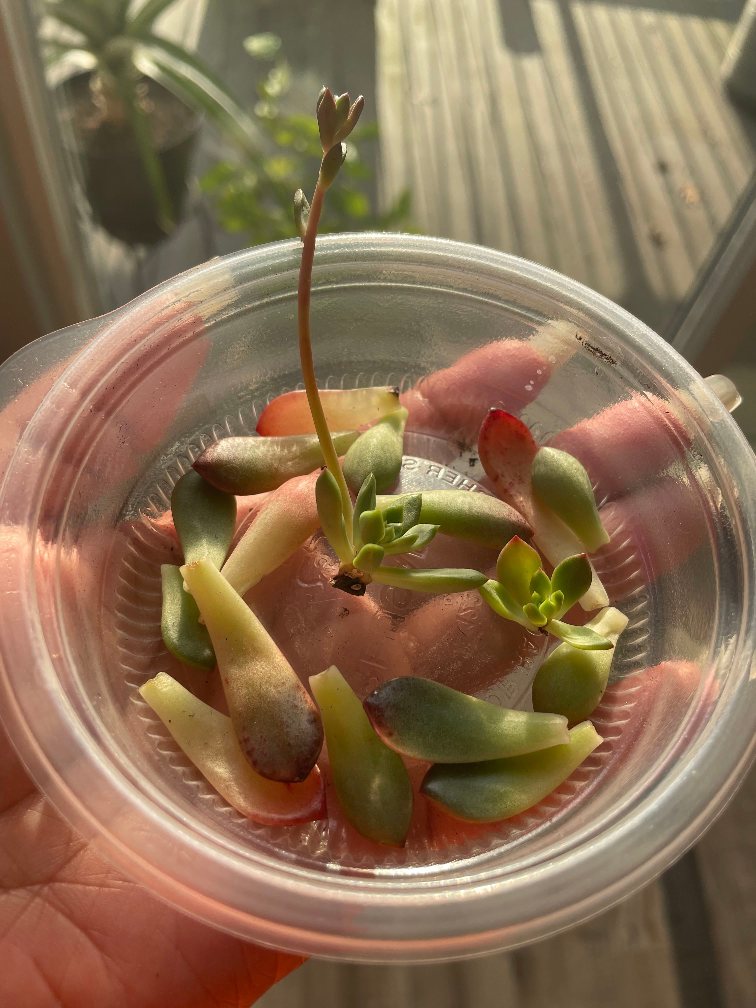 ☀️ Where Can Graptoveria 'Worthy One' Grow? Zones 9a11b