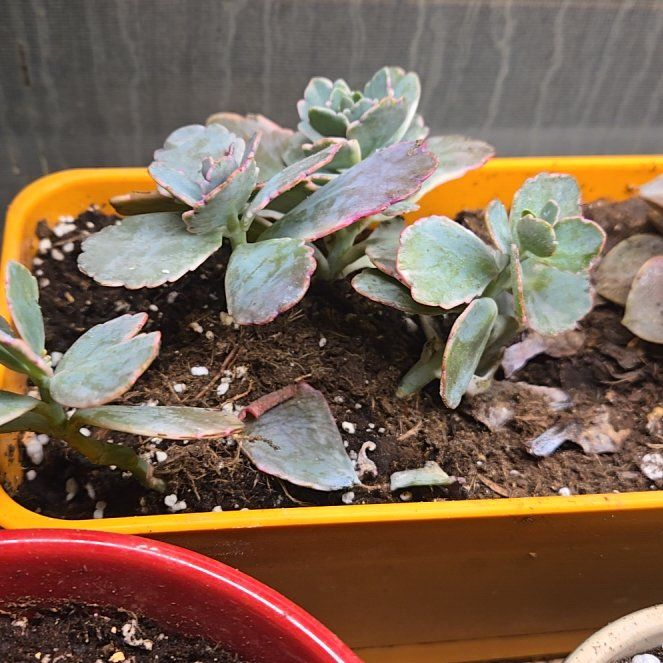 Photo of the plant species Tricolor Lavender Scallops by @GourmetWildlime named Harry on Greg, the plant care app